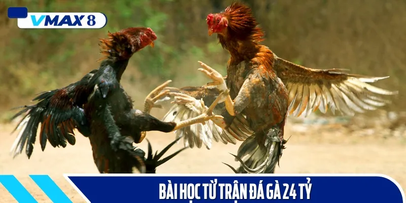 bài học trực tiếp đá gà 24 tỷ