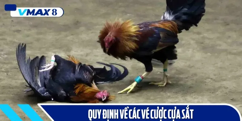 đá gà cựa sắt cá cược