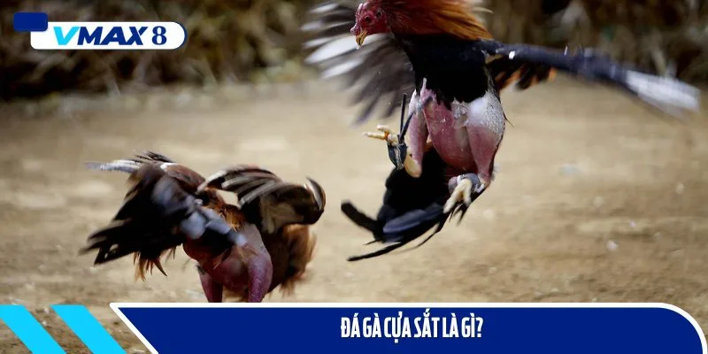 đá gà cựa sắt khốc liệt