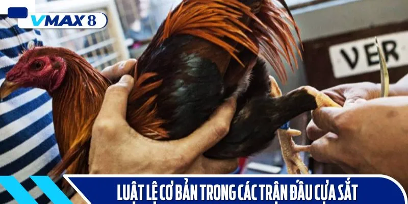 đá gà cựa sắt quy tắc