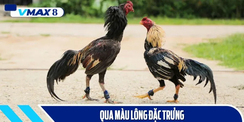 đá gà đòn màu lông