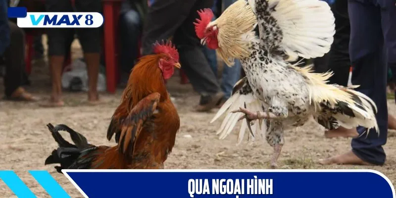 đá gà đòn ngoại hình