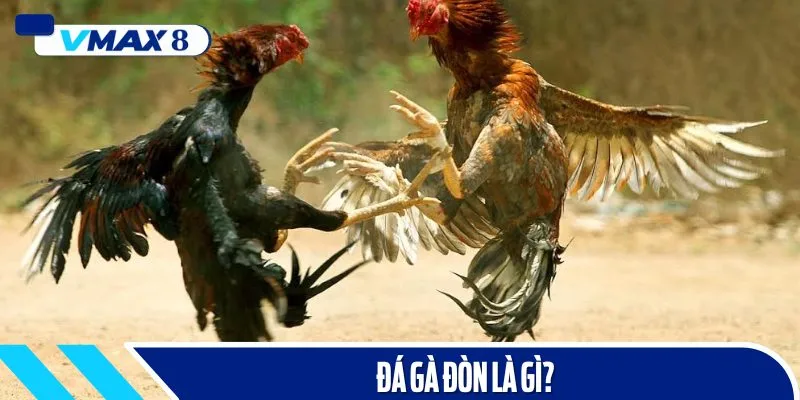 đá gà đòn việt nam