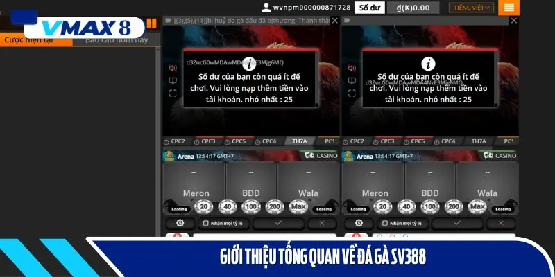 đá gà sv388 cảm tình