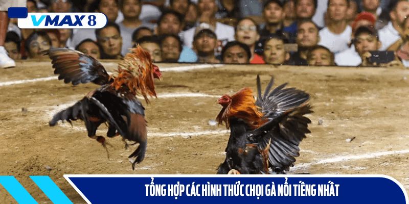 đá gà vmax 2026 các hình thức nổi tiếng