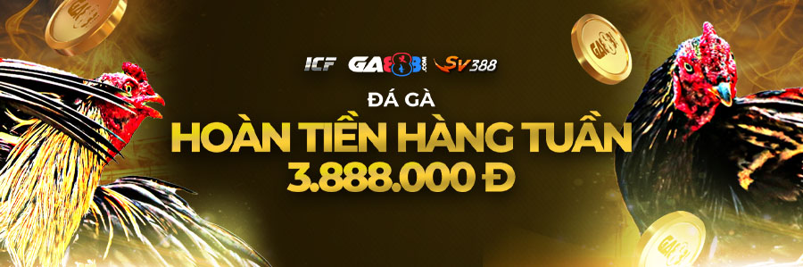 hoàn trả tuần đá gà