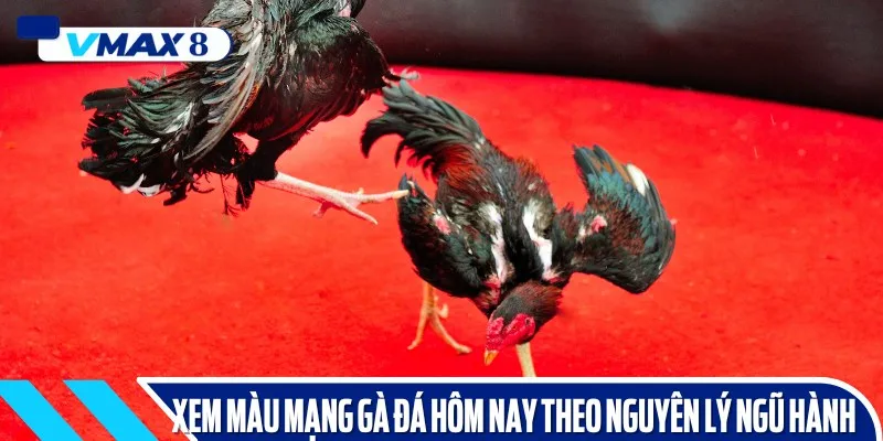màu mạng gà đá hôm nay ngũ hành