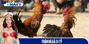 trực tiếp đá gà 24 tỷ